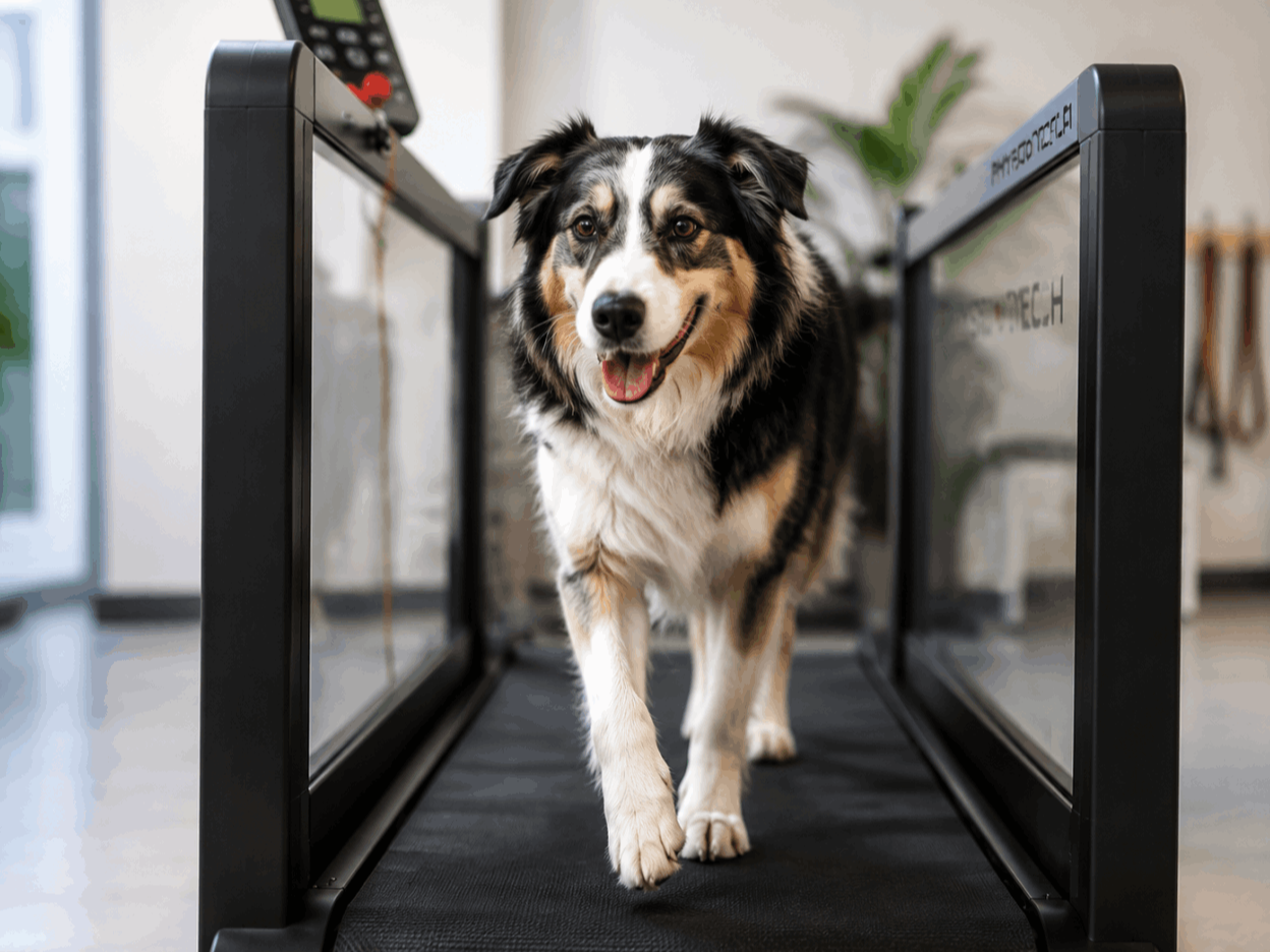 Hund beim Bewegungstraining auf dem Trockenlaufband