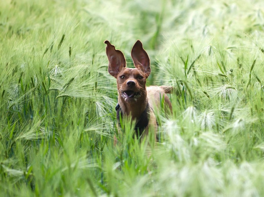 Hund spielt im hohen Gras